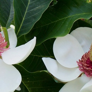 Magnolia xwieseneri41934112_1244692225673357_8596689991441055744_o - копия